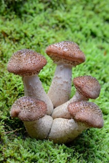 Common Armillaria (Armillaria ostoyae)