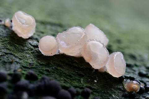 Beech jellydisc (Neobulgaria pura)