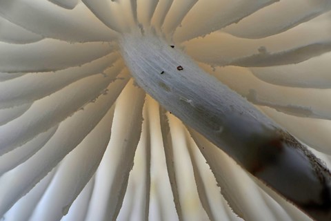 Porcelain fungus (Oudemansiella mucida)
