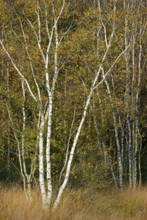 Birches (Betula pendula) in autumn