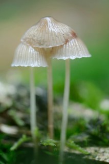 Milking bonnet (Mycena galopus)