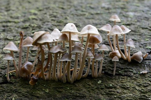 Grooved bonnet (Mycena polygramma)