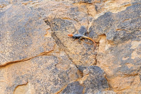 Namibian Rock Agama (Agama planiceps) Tsisab Gorge