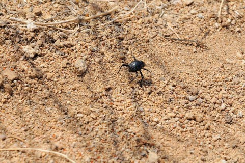 Namib Desert Beetle (Onymacris unguicularis) Tsisab Gorge