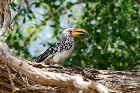 Yellow-billed Hornbill (Tockus flavirostris)