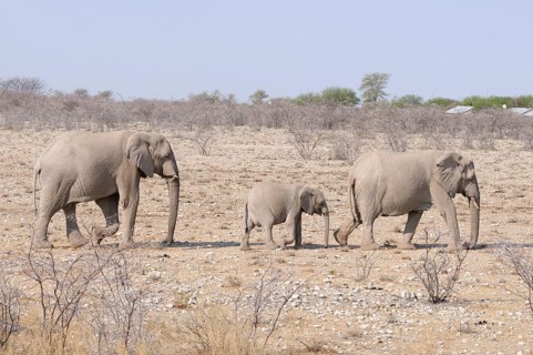 African elephants (Loxodonta africana) with a calf