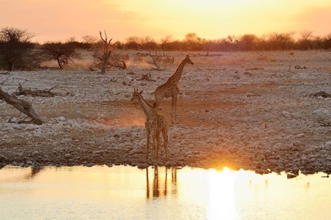 Giraffes (Giraffa camelopardalis)