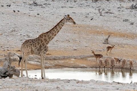 Giraffe (Giraffa camelopardalis) and impalas (Aepyceros melampus) drinking at the watering hole of Olifantsbad