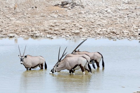 Gemsboks (Oryx gazella) at a waterhole