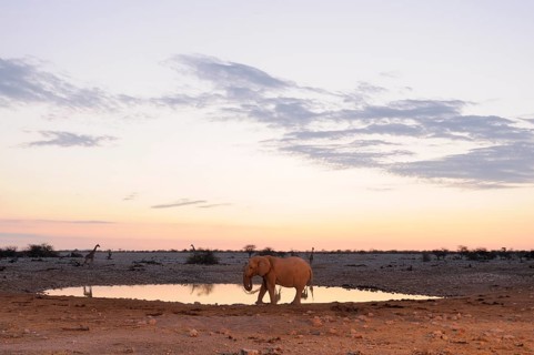 African Elephant (Loxodonta africana) at a waterhole in the evening