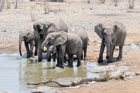 African Bush Elephants (Loxodonta africana) drinking at the Moringa waterhole