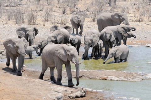Herd of African Bush Elephants (Loxodonta africana) at Moringa Waterhole