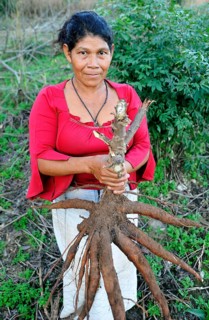 Indigenous women holding a large Cassava or Manioc (Manihot esculenta) root