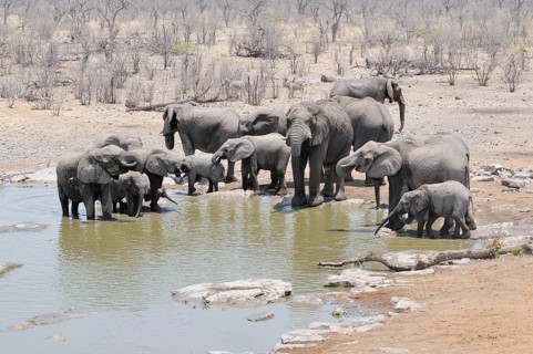 Herd of African Bush Elephants (Loxodonta africana) at Moringa Waterhole