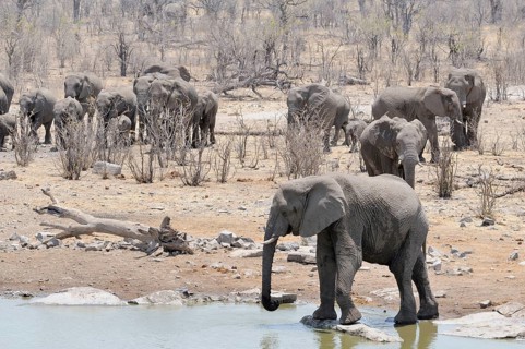Herd of African Bush Elephants (Loxodonta africana) at Moringa Waterhole