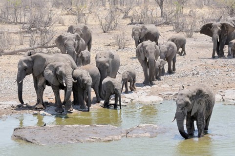 Herd of African Bush Elephants (Loxodonta africana) walking towards Moringa Waterhole