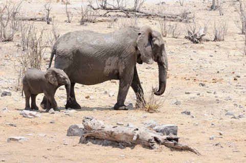 African elephants (Loxodonta africana)