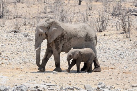 African elephants (Loxodonta africana)