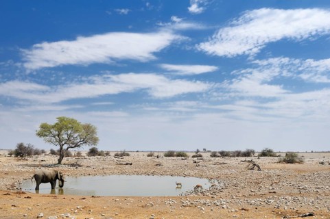 African Bush Elephant (Loxodonta africana) and Springboks (Antidorcas marsupialis) at a waterhole