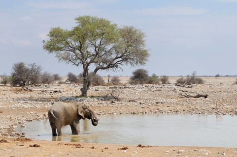 African Bush Elephant (Loxodonta africana) at a waterhole