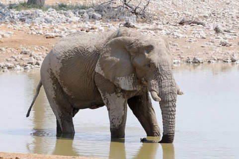 African Bush Elephant (Loxodonta africana) at a waterhole