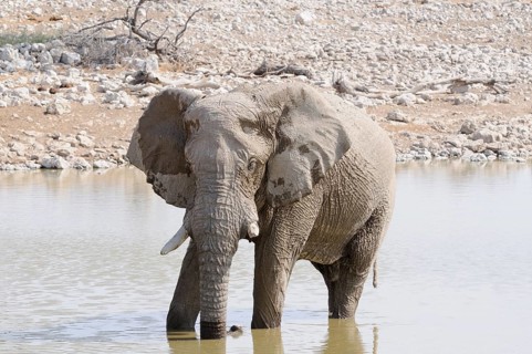 African Bush Elephant (Loxodonta africana) at a waterhole