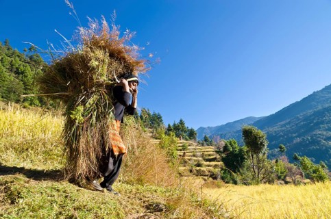 Woman carrying a big load of harvested millet