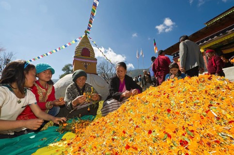 Big heap of yellow flowers