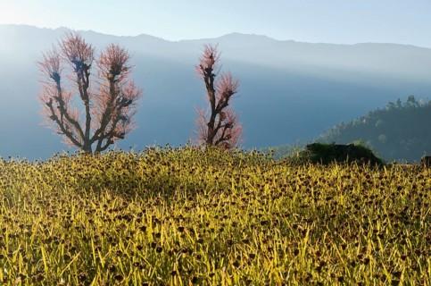 Millet field ready to harvest with blooming cherry trees
