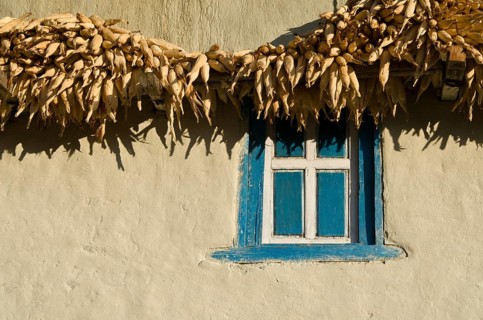 Corn drying at a white farmer's house with blue window