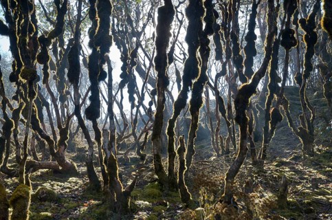 Branches of trees with moss