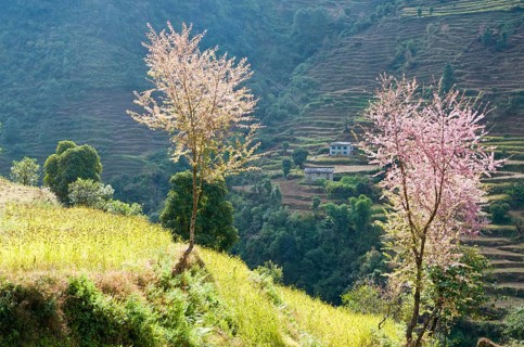 Pink blooming cherry trees on a harvested terrace field