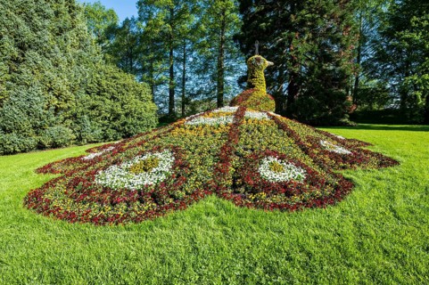Sculpture of a peacock made of blooming flowers