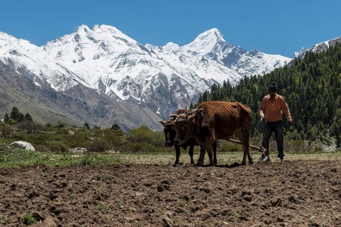 Local farmer ploughing a field with an ox-drawn plough