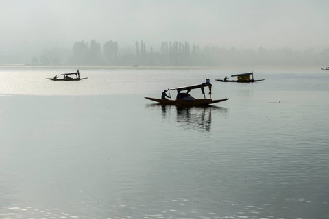 Shikara boats on Dal Lake in the early morning