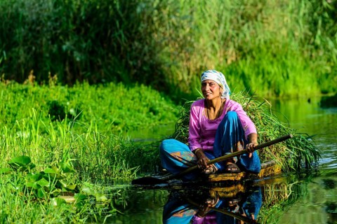 A woman paddeling in a shikara boat on a canal near Dal Lake