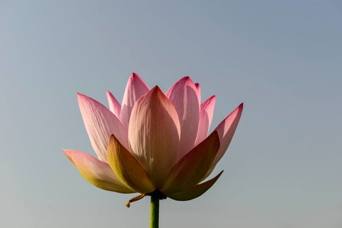 Lotus flower (Nelumbo nucifera)