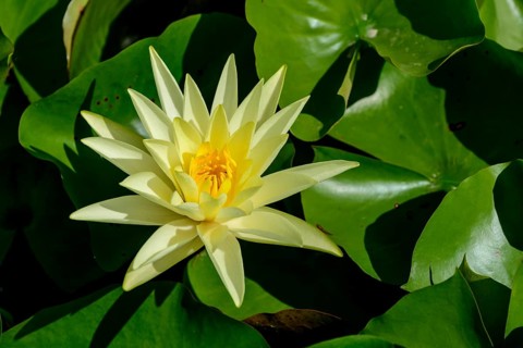 Water Lily (Nymphaeaceae)