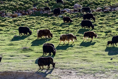 A herd of yaks is grazing at an altitude of 4.600 m
