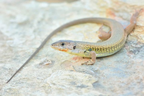 Large Psammodromus (Psammodromus algirus)