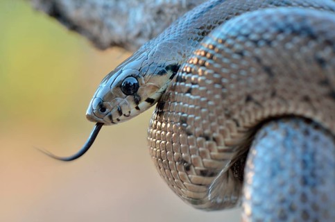 Ladder Snake (Rhinechis scalaris)