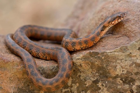 Viperine water snake or viperine snake (Natrix maura)