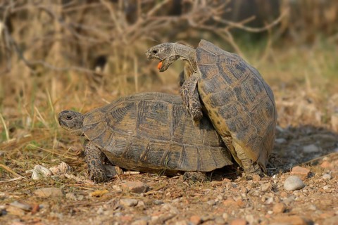 Pairing of two Spur-thighed Tortoises (Testudo graeca)
