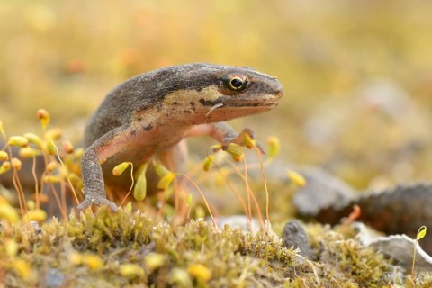 Smooth newt (Lissotriton vulgaris) between moss spores