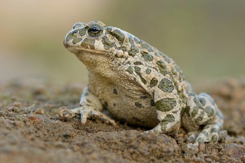 Green toad (Bufo viridis)