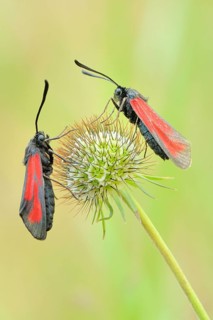 Transparent Burnets (Zygaena purpuralis)