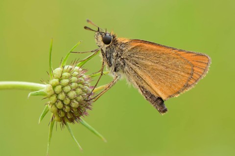 Essex Skipper or European Skipper (Thymelicus lineola)