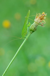 Sickle-Bearing Bush-Cricket (Phaneroptera falcata)
