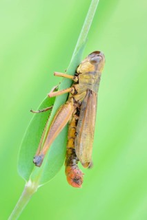 Meadow Grasshopper (Chorthippus parallelus)
