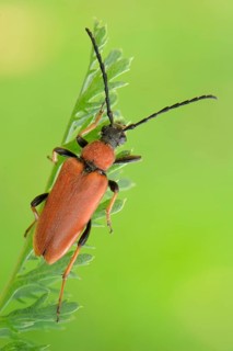 Longhorn Beetle (Stictoleptura rubra)
